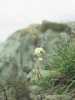 [thumbnail of Picture 18]