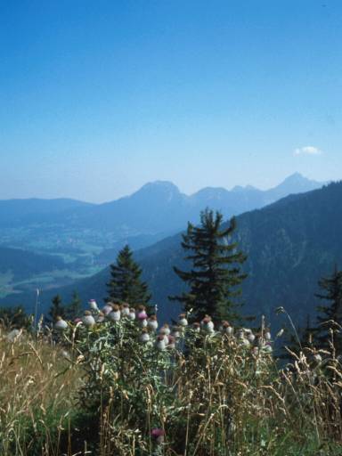Image1.web.jpg