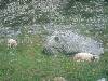 [thumbnail of Picture 15]