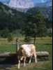 [thumbnail of Picture 15]
