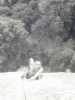 [thumbnail of Picture 10]