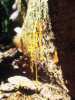 [thumbnail of Picture 30]