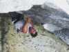 [thumbnail of Picture 2]