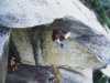 [thumbnail of Picture 4]