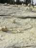 [thumbnail of Picture 26]