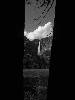[thumbnail of Picture 26]