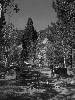 [thumbnail of Picture 13]