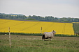 thumbs/thumb_Pictures_2012_05_20_IMG_1957.JPG