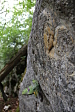 thumbs/thumb_Pictures_2014_06_17_IMG_7804.JPG