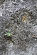 thumbs/thumb_Pictures_2014_06_17_IMG_7805.JPG