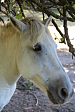 thumbs/thumb_Pictures_2014_09_01_IMG_8752.JPG