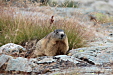 thumbs/thumb_Pictures_2014_09_05_IMG_8844.JPG