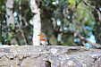 thumbs/thumb_Pictures_2014_10_30_IMG_9192.JPG